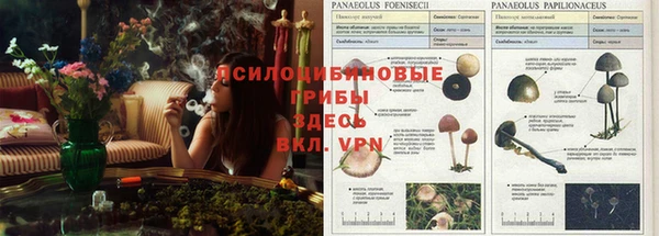 spice Дмитровск